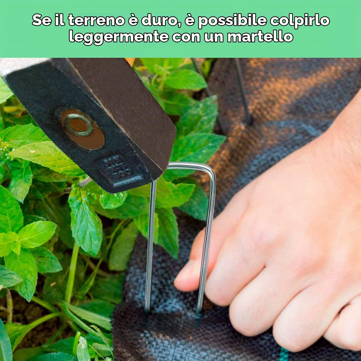 Ediesi picchetti giardino a U acciaio 50 pezzi 15 cm antiruggine