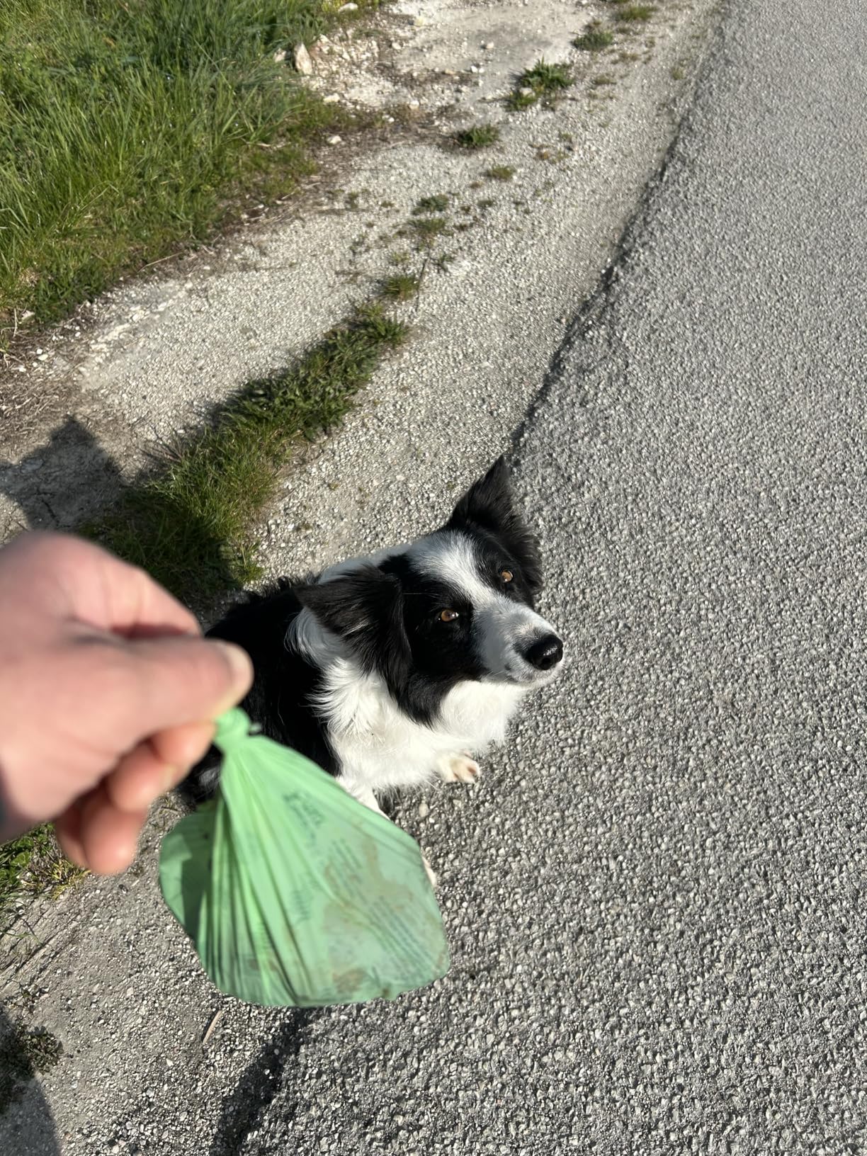 Lavatelli Compoo sacchetti cane verde 21,5x29 cm 300 pezzi