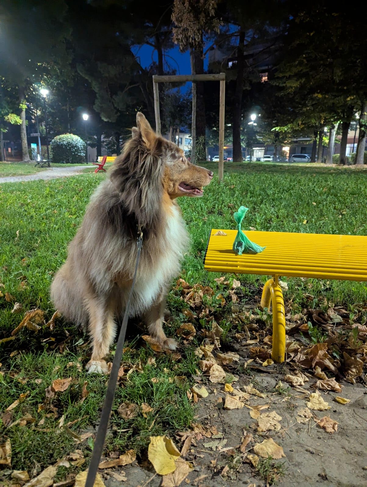 Lavatelli Compoo sacchetti cane verde 21,5x29 cm 300 pezzi